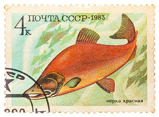 Image showing Post stamp printed in USSR (CCCP, soviet union) shows oncorhynch