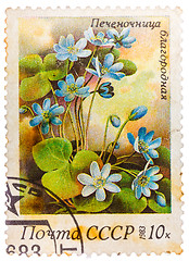 Image showing Stamp printed in USSR (CCCP, soviet union) shows anemone hepatic