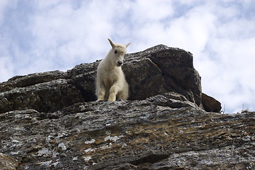 Image showing Mountain Goat 3