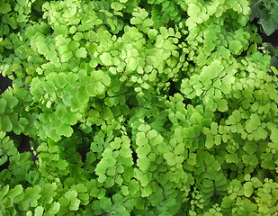 Image showing Adiantum