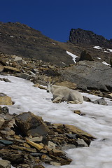 Image showing Mountain Goat 4