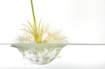 Image showing dandelion submerged under water upside down 
