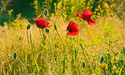 Image showing red poppies