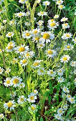 Image showing field with chamomile