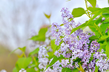 Image showing branch with spring lilac flowers