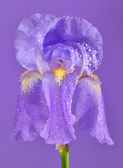 Image showing purple iris flower 