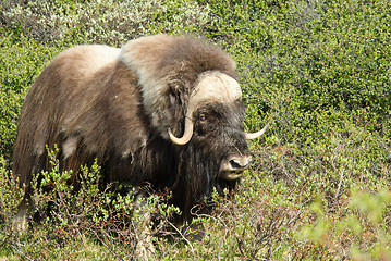 Image showing Muskox