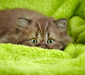 Image showing british long hair kitten