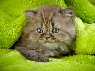 Image showing british long hair kitten