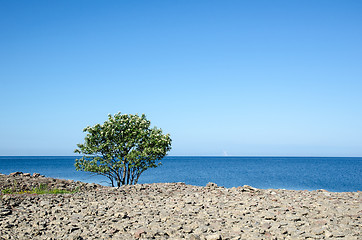 Image showing Blossom lone whitebeam tree at coast