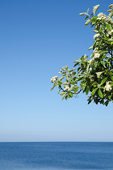 Image showing Blossom tree branch at blue sky and water