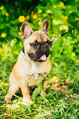 Image showing Dog French Bulldog