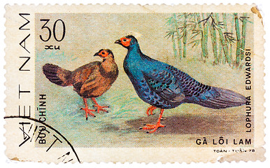 Image showing Stamp printed in Vietnam shows Lophura edwardsi or Edwards's phe