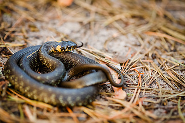 Image showing Grass-snake, adder in early spring