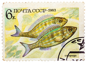 Image showing Post stamp printed in USSR (CCCP, soviet union) shows Perciforme