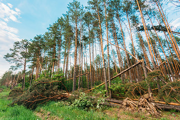 Image showing Windfall in forest. Storm damage.