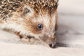 Image showing Hedgehog