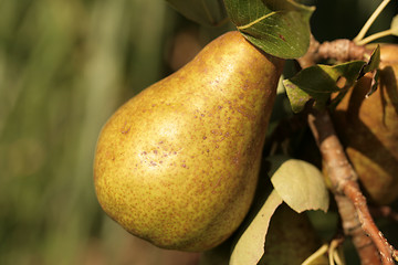 Image showing Pear