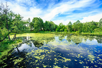 Image showing Wild Bog Swamp.