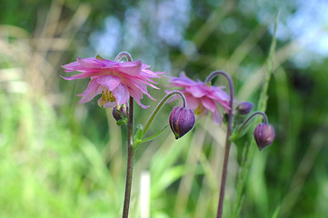 Image showing Delicate flowers of an akvilegiya in a garden.