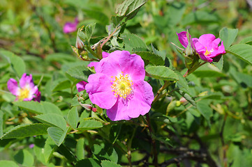 Image showing Dogrose blossoming in a garden.