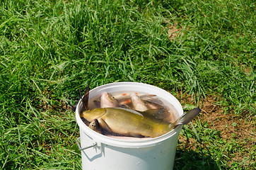 Image showing big fish fishing catch in bucket water on meadow 