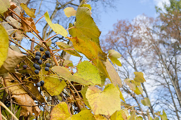 Image showing ripe organic grape fruit bunch with green leaves  