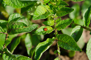 Image showing ladybird insect animal sit on bean plant leaves 