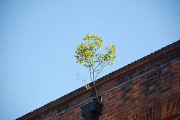 Image showing Sapling growing out of a gutter