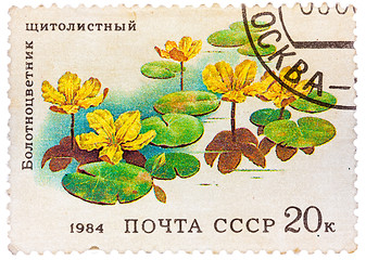 Image showing Stamp from the USSR shows image of Belotsvetnik Schitolistny