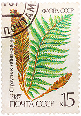 Image showing Stamp printed in the USSR shows Ostrich fern