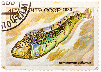 Image showing Stamp printed by Russia (USSR), shows fish, Anarhichas minor