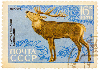 Image showing Postage stamp printed in USSR shows image of a Cervus elaphus xa