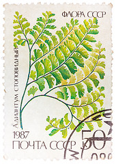 Image showing Stamp printed in the USSR shows Maidenhair
