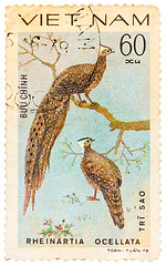 Image showing Stamp printed in Vietnam shows Rheinartia ocellata or crested ar