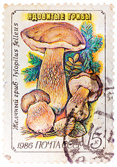 Image showing Stamp printed in USSR, Tylopilus felleus, formerly Boletus felle