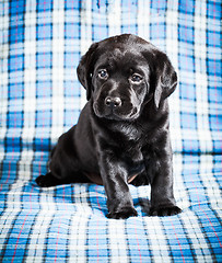 Image showing Beautiful Black Labrador Puppy Dog