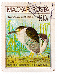 Image showing Stamp printed in Hungary shows Black-crowned night heron