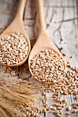 Image showing wheat grain in wooden spoons 