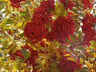 Image showing Autumn ashberry