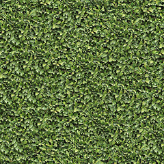 Image showing Laurel Bush Surface. Seamless Texture.