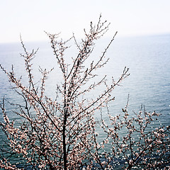 Image showing Flowered tree 