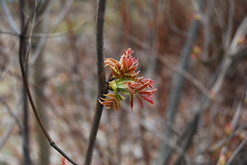 Image showing Leafs