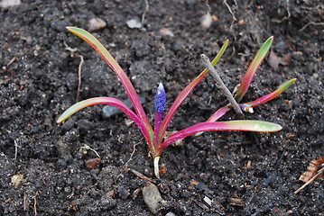 Image showing Purple flower