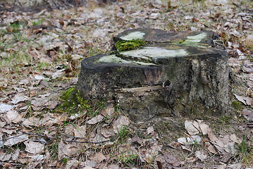 Image showing Stump