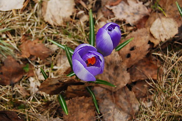 Image showing Purple flower