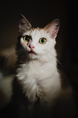 Image showing White Kitten