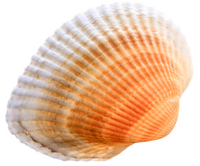 Image showing Sea cockleshell isolated on white background