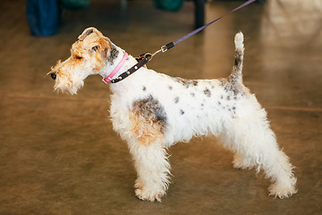 Image showing Wire Fox Terrier