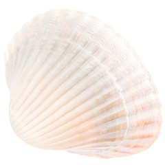 Image showing Sea Cockleshell Isolated On White Background